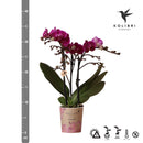 Entrega de planta de orquídea morada y su tapa de maceta - h35cm, Ø9cm