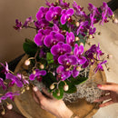Entrega de planta de orquídea morada y su tapa de maceta - h35cm, Ø9cm