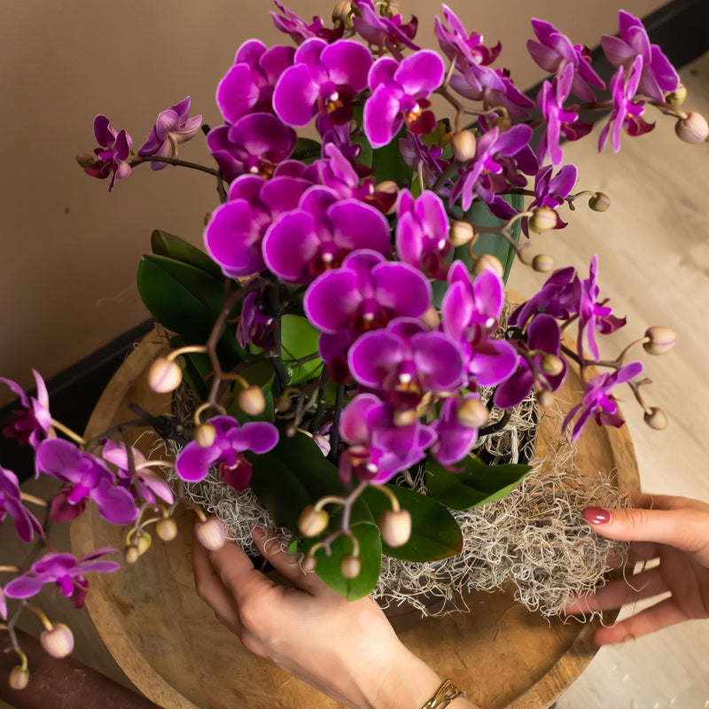 Entrega de planta de orquídea morada y su tapa de maceta - h35cm, Ø9cm