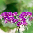 Entrega de planta de orquídea morada y su tapa de maceta - h35cm, Ø9cm