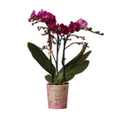 Entrega de planta de orquídea morada y su tapa de maceta - h35cm, Ø9cm