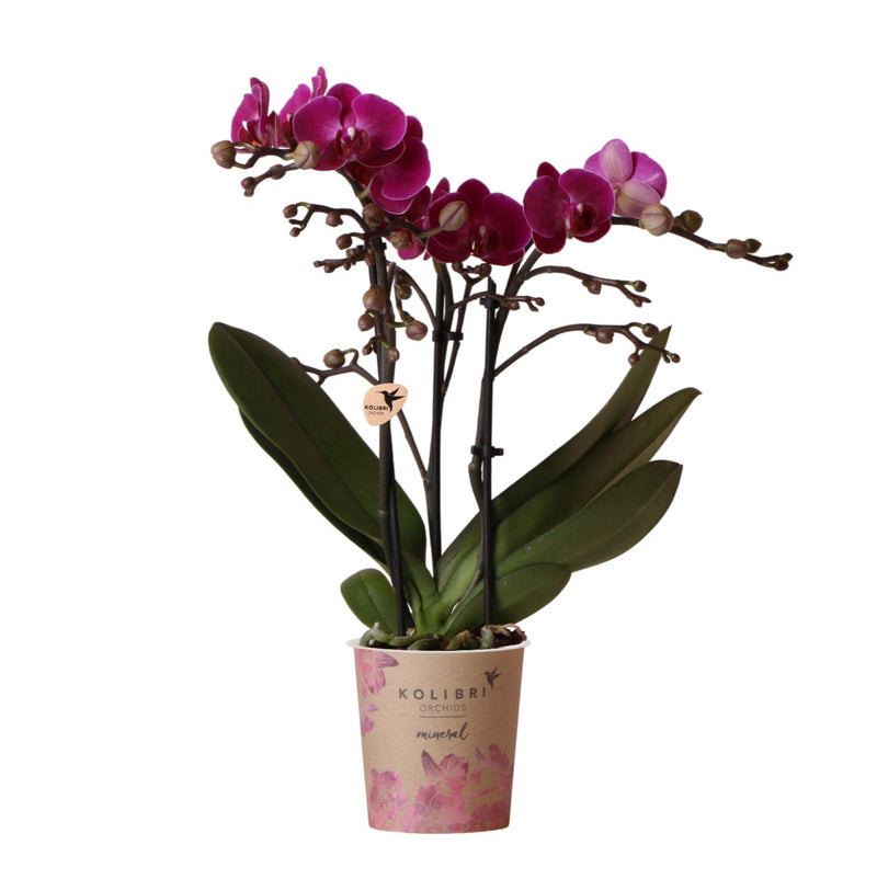 Entrega de planta de orquídea morada y su tapa de maceta - h35cm, Ø9cm