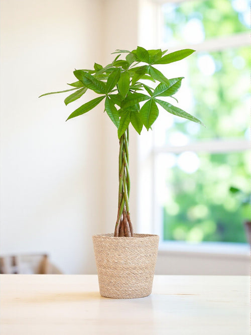 Delivery of Pachira Aquatica plant and its pot