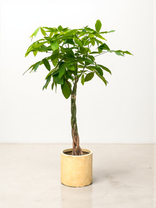 Delivery plant Pachira Aquatica braided