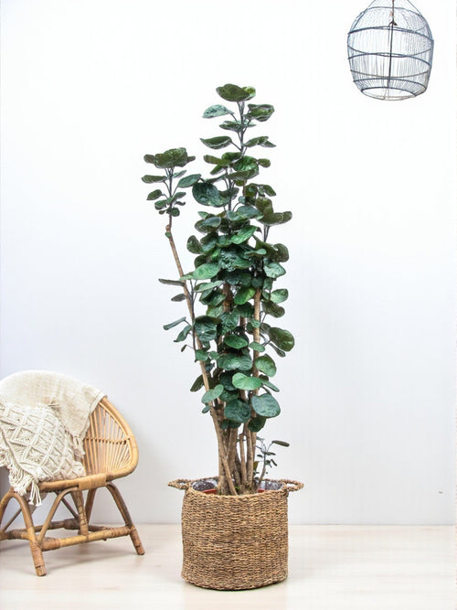 Polysicas Fabian XXL plant delivery