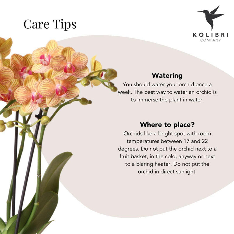 Plant Delivery Set Optimism Peach: Orchid and Green Plant on White Tray