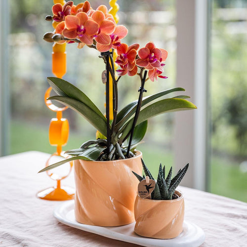 Plant Delivery Set Optimism Peach: Orchid and Green Plant on White Tray