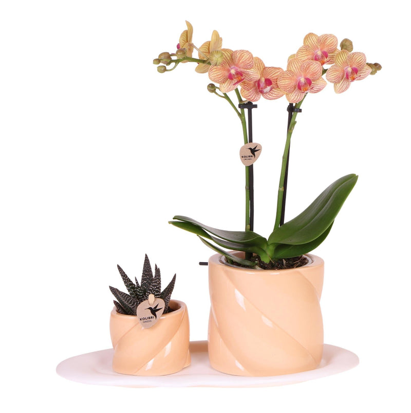 Plant Delivery Set Optimism Peach: Orchid and Green Plant on White Tray