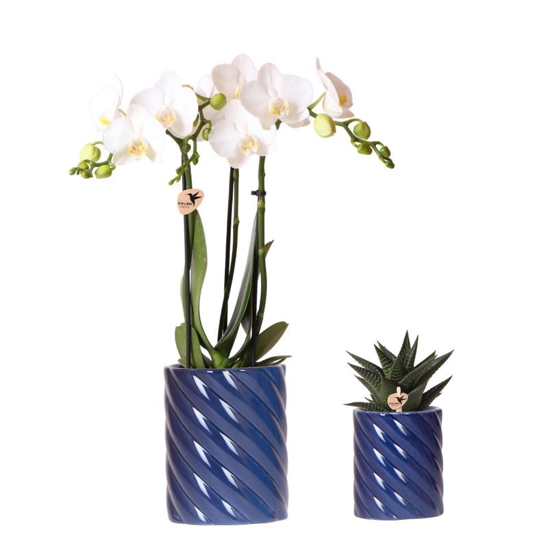 Set de entrega de plantas de orquídea Phalaenopsis blanca y Haworthia en macetas de caramelos