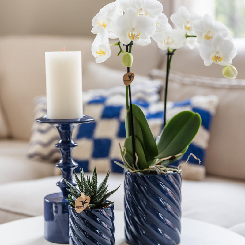 Set de entrega de plantas de orquídea Phalaenopsis blanca y Haworthia en macetas de caramelos