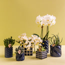 Set de entrega de plantas de orquídea Phalaenopsis blanca y Haworthia en macetas de caramelos