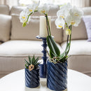Set de entrega de plantas de orquídea Phalaenopsis blanca y Haworthia en macetas de caramelos