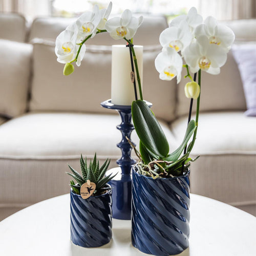 Set de entrega de plantas de orquídea Phalaenopsis blanca y Haworthia en macetas de caramelos