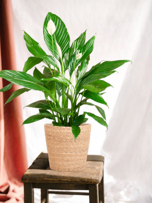 Delivery of Spathiphyllum plant and its pot