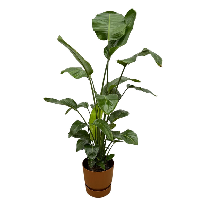 Delivery plant Strelitzia Nicolai 160cm and its pot