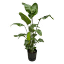 Delivery plant Strelitzia Nicolai 160cm and its pot
