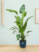 Delivery plant Strelitzia Nicolai 160cm and its pot