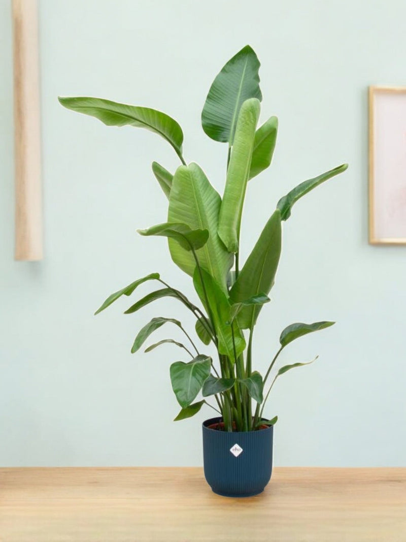 Delivery plant Strelitzia Nicolai 160cm and its pot