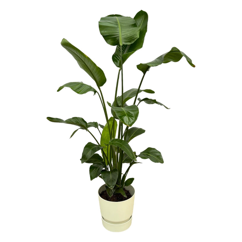 Delivery plant Strelitzia Nicolai 160cm and its pot