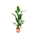 Delivery plant Strelitzia Nicolai 160cm and its pot