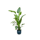Delivery plant Strelitzia Nicolai 160cm and its pot