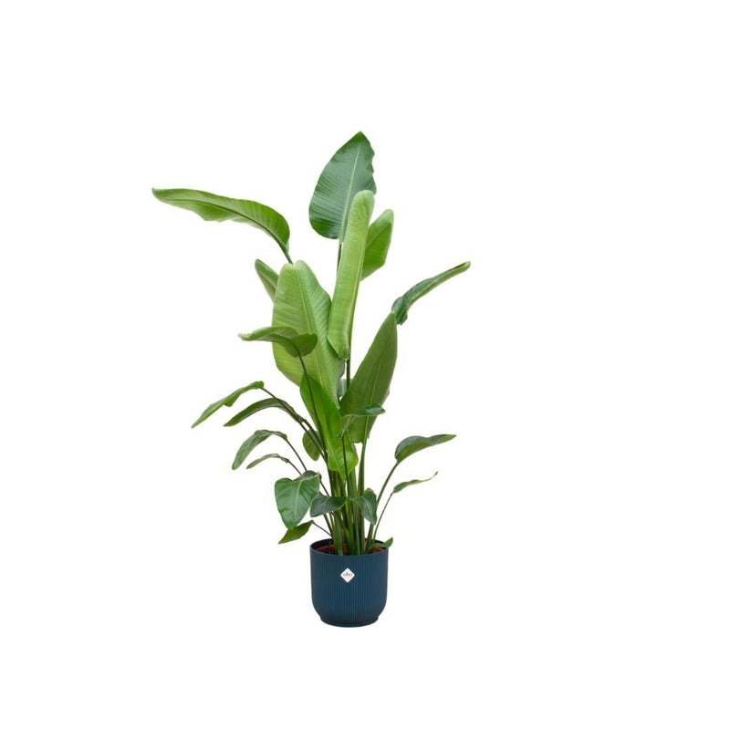 Delivery plant Strelitzia Nicolai 160cm and its pot