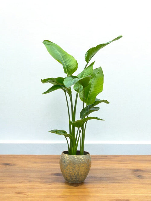 Strelitzia Nicolai plant delivery