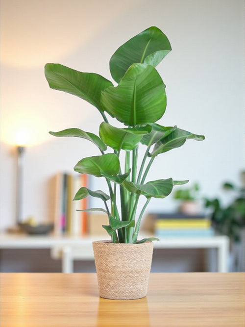 Delivery of Strelitzia Nicolai plant and its pot