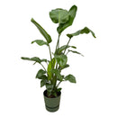Delivery plant Strelitzia Nicolai inclusive elho Greenville Round green - 160cm - Ø30