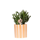 Entrega de plantas suculentas Crassula Hobbit + maceta Painted Stripe naranja