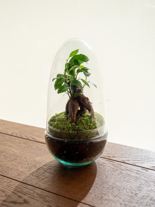 Entrega de plantas de terrario - Acapulco Gins