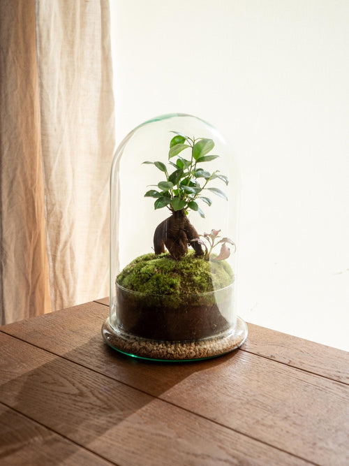 Entrega de plantas de terrario - Alma Cúpula