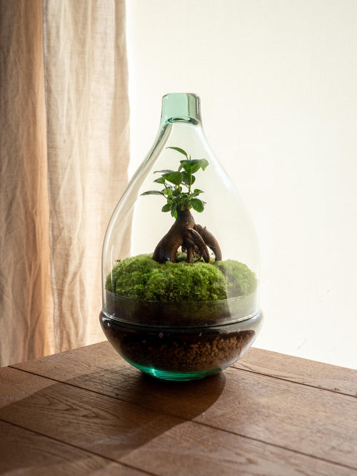 Entrega de plantas de terrario - Aura