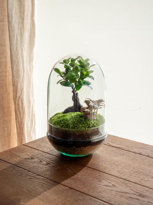 Entrega de plantas de terrario - Balangan