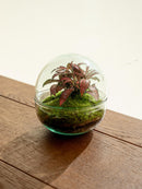 Entrega de plantas de terrario - Bohol Bubble