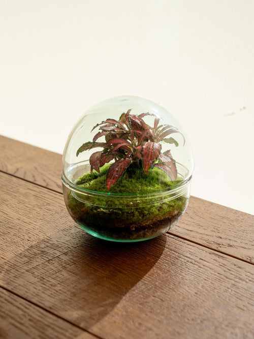 Entrega de plantas de terrario - Bohol Bubble