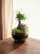 Entrega de plantas de terrario - Rio Ookii