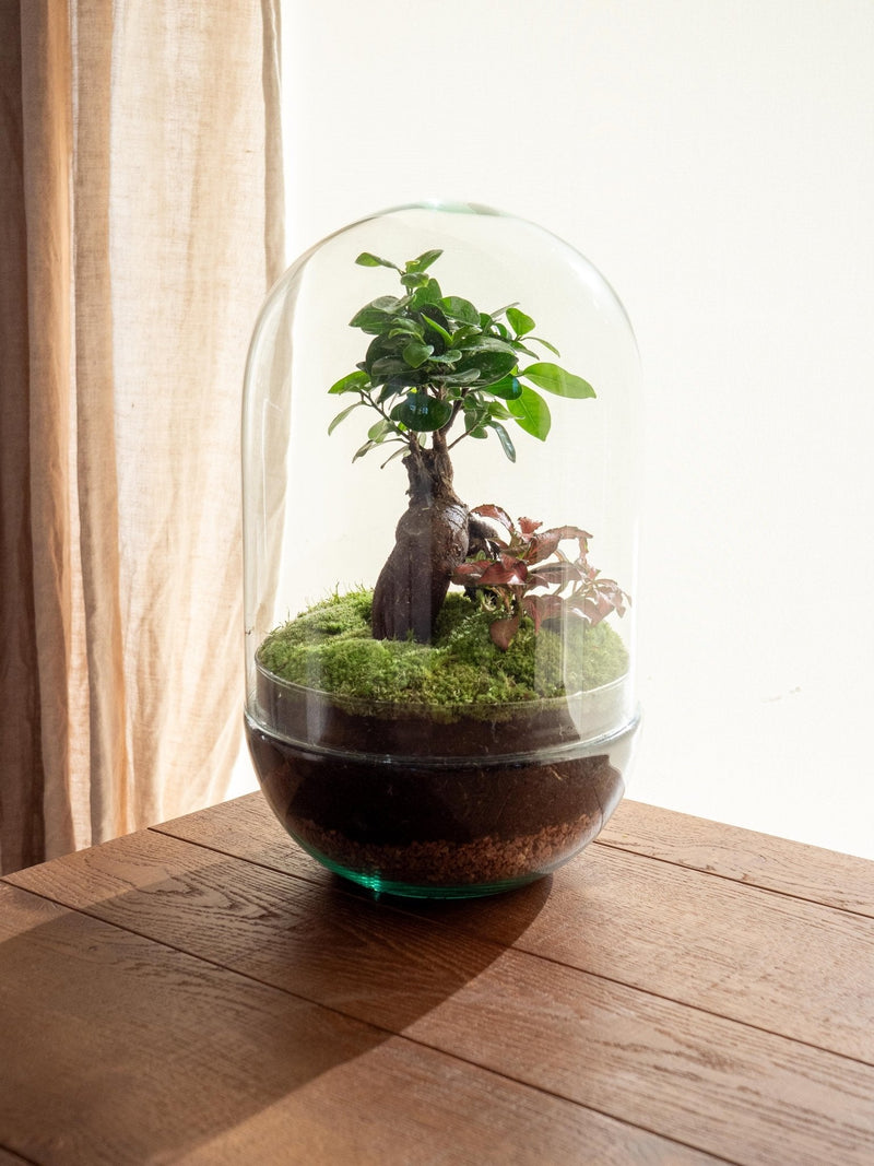 Entrega de plantas de terrario - Rio Ookii
