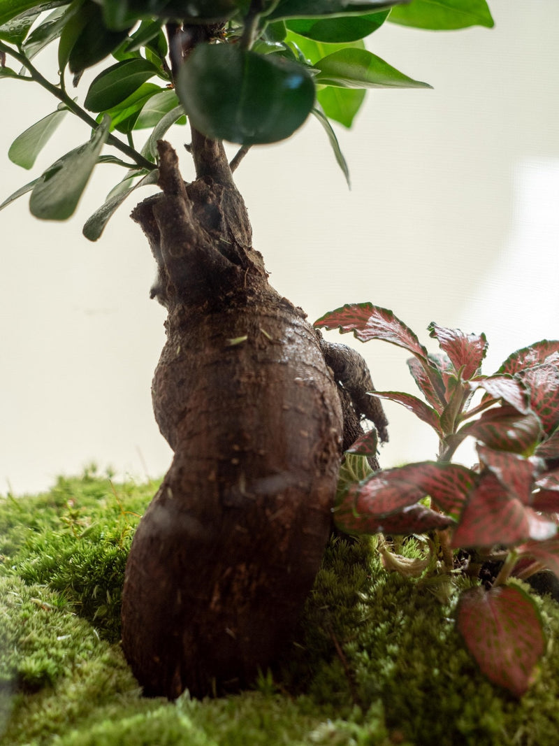 Entrega de plantas de terrario - Rio Ookii