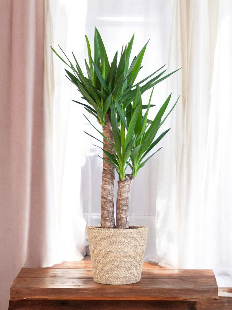 Yucca Elephantipes plant delivery and its pot