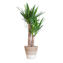Yucca Elephantipes plant delivery and its pot
