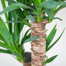 Yucca Elephantipes plant delivery and its pot