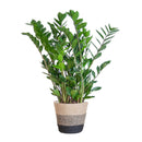 Delivery of Zamioculcas Zamiifolia plant and its pot