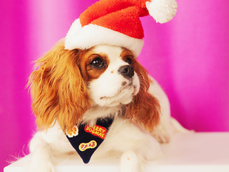 Bandana De Noël En Velours Bleu - Chien