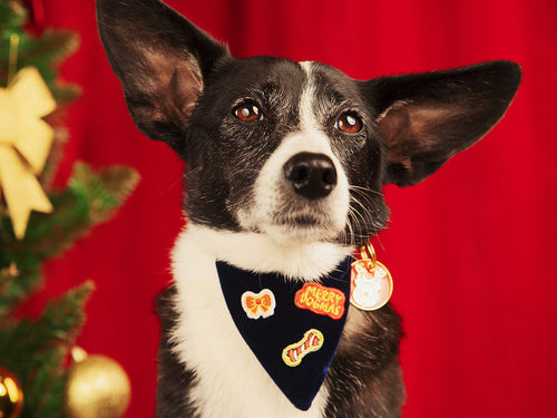 Bandana De Noël En Velours Bleu - Chien