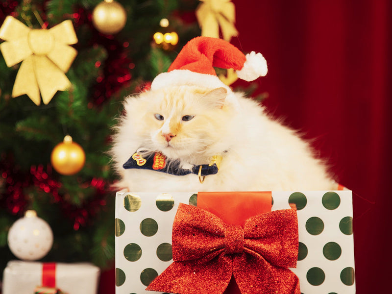 Bandana De Noël En Velours Bleu - Chat