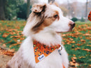 Bandana Léopard Néon Orange - Chien