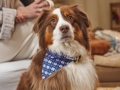 Bandana En Tartan Violet - Chien