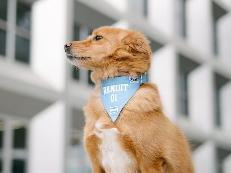 Bandana De L'Argentine - Chien