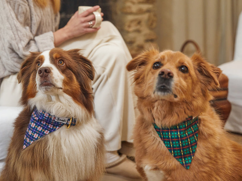 Bandana Collection 'Grand Froid' Vert - Chien